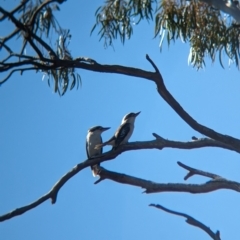 Dacelo novaeguineae (Laughing Kookaburra) at Lake Cargelligo, NSW - 11 Sep 2023 by Darcy