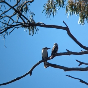 Dacelo novaeguineae at Lake Cargelligo, NSW - 11 Sep 2023