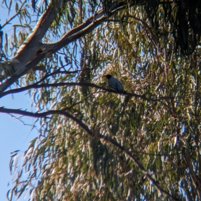 Coracina novaehollandiae (Black-faced Cuckooshrike) at Lake Cargelligo, NSW - 11 Sep 2023 by Darcy