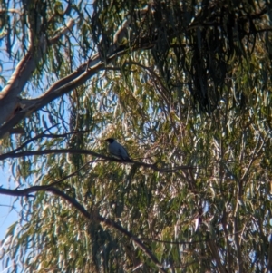 Coracina novaehollandiae at Lake Cargelligo, NSW - 11 Sep 2023