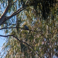 Coracina novaehollandiae at Lake Cargelligo, NSW - 11 Sep 2023