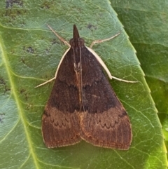 Uresiphita ornithopteralis (Tree Lucerne Moth) at QPRC LGA - 15 Sep 2023 by Steve_Bok