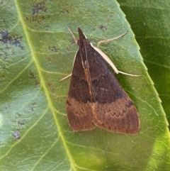 Uresiphita ornithopteralis at Jerrabomberra, NSW - suppressed