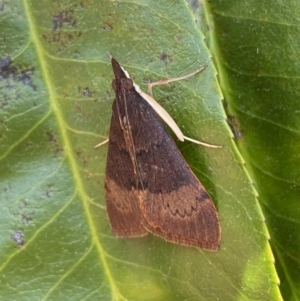 Uresiphita ornithopteralis at Jerrabomberra, NSW - suppressed