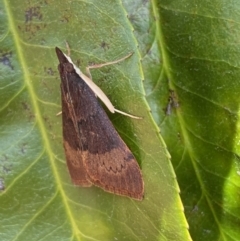 Uresiphita ornithopteralis at Jerrabomberra, NSW - suppressed