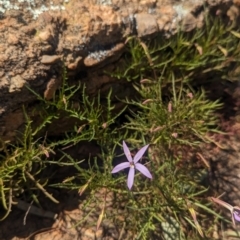 Isotoma axillaris (Australian Harebell, Showy Isotome) at Griffith, NSW - 11 Sep 2023 by Darcy