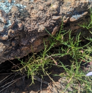 Isotoma axillaris at Griffith, NSW - 11 Sep 2023 12:16 PM