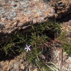 Isotoma axillaris at Griffith, NSW - 11 Sep 2023