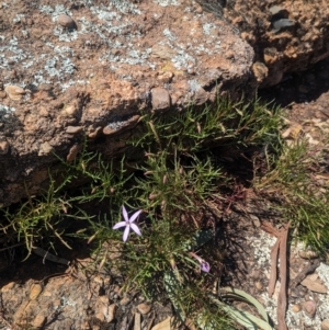 Isotoma axillaris at Griffith, NSW - 11 Sep 2023 12:16 PM