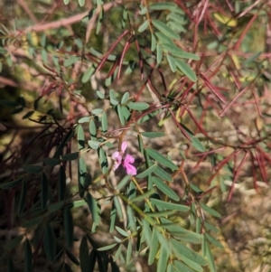 Indigofera australis subsp. australis at Griffith, NSW - 11 Sep 2023 12:17 PM