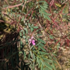 Indigofera australis subsp. australis (Australian Indigo) at Griffith, NSW - 11 Sep 2023 by Darcy