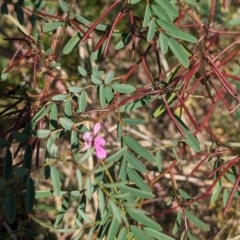 Indigofera australis subsp. australis at Griffith, NSW - 11 Sep 2023