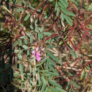Indigofera australis subsp. australis at Griffith, NSW - 11 Sep 2023