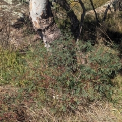 Indigofera australis subsp. australis at Griffith, NSW - 11 Sep 2023 12:17 PM