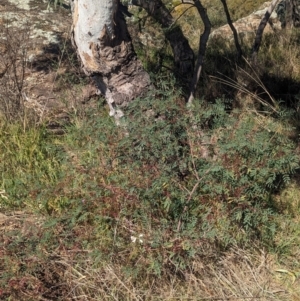 Indigofera australis subsp. australis at Griffith, NSW - 11 Sep 2023