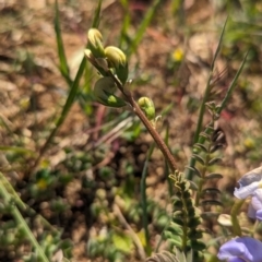 Swainsona procumbens at Lake Wyangan, NSW - 11 Sep 2023