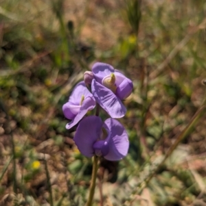 Swainsona procumbens at Lake Wyangan, NSW - 11 Sep 2023 01:59 PM