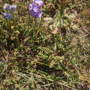 Swainsona procumbens at Lake Wyangan, NSW - 11 Sep 2023 01:59 PM