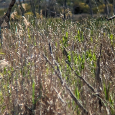 Botaurus poiciloptilus (Australasian Bittern) at Lake Wyangan, NSW - 11 Sep 2023 by Darcy