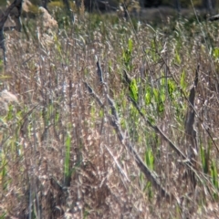 Botaurus poiciloptilus at Lake Wyangan, NSW - suppressed