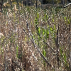 Botaurus poiciloptilus at Lake Wyangan, NSW - suppressed