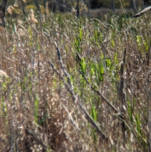 Botaurus poiciloptilus at Lake Wyangan, NSW - 11 Sep 2023