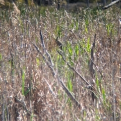 Botaurus poiciloptilus at Lake Wyangan, NSW - suppressed