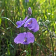 Swainsona procumbens at Galore, NSW - 11 Sep 2023