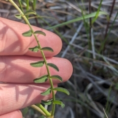 Swainsona procumbens at Galore, NSW - 11 Sep 2023 04:13 PM