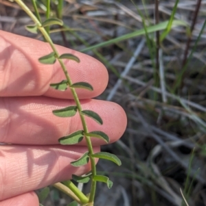Swainsona procumbens at Galore, NSW - 11 Sep 2023 04:13 PM