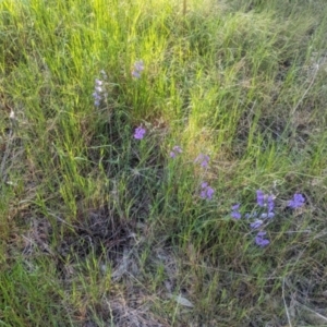 Swainsona procumbens at Galore, NSW - 11 Sep 2023 04:13 PM