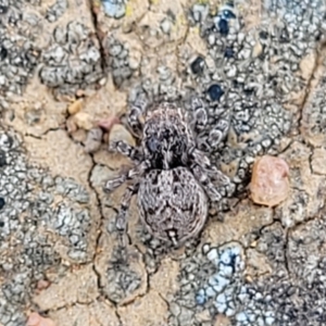 Maratus chrysomelas at Lyneham, ACT - 15 Sep 2023