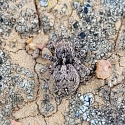 Maratus chrysomelas (Variable Peacock Spider) at Crace Grasslands - 15 Sep 2023 by trevorpreston