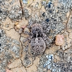 Maratus chrysomelas (Variable Peacock Spider) at Lyneham, ACT - 15 Sep 2023 by trevorpreston