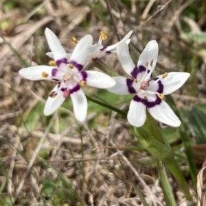 Wurmbea dioica subsp. dioica at Wamboin, NSW - 12 Sep 2023 01:28 PM