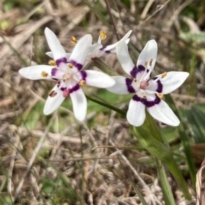 Wurmbea dioica subsp. dioica (Early Nancy) at QPRC LGA - 12 Sep 2023 by Komidar