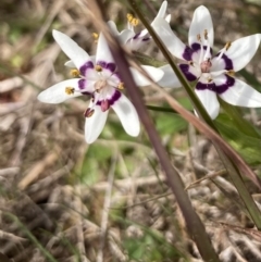 Wurmbea dioica subsp. dioica at Wamboin, NSW - 12 Sep 2023