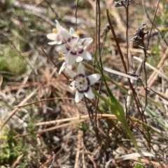 Wurmbea dioica subsp. dioica at Wamboin, NSW - 12 Sep 2023 01:28 PM