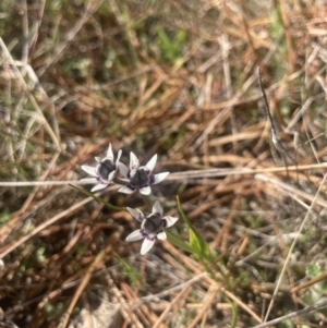 Wurmbea dioica subsp. dioica at Wamboin, NSW - 12 Sep 2023