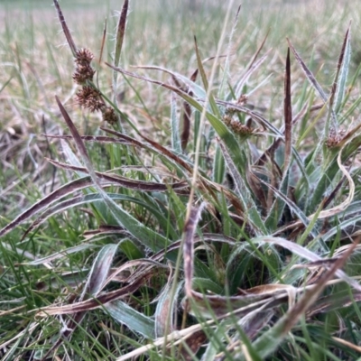 Luzula sp. (Woodrush) at Wamboin, NSW - 9 Sep 2023 by Komidar