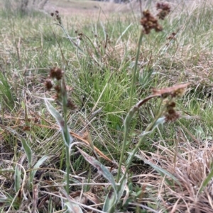 Luzula sp. at Wamboin, NSW - 9 Sep 2023 03:14 PM