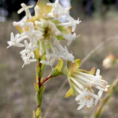 Pimelea linifolia subsp. linifolia (Queen of the Bush, Slender Rice-flower) at Wamboin, NSW - 12 Sep 2023 by Komidar