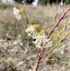 Pimelea linifolia subsp. linifolia at Wamboin, NSW - 12 Sep 2023