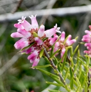 Lissanthe strigosa subsp. subulata at Wamboin, NSW - 12 Sep 2023