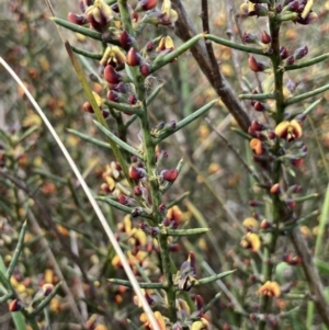 Daviesia genistifolia at Wamboin, NSW - 12 Sep 2023