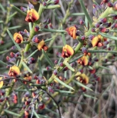 Daviesia genistifolia at Wamboin, NSW - 12 Sep 2023
