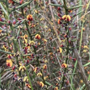 Daviesia genistifolia at Wamboin, NSW - 12 Sep 2023