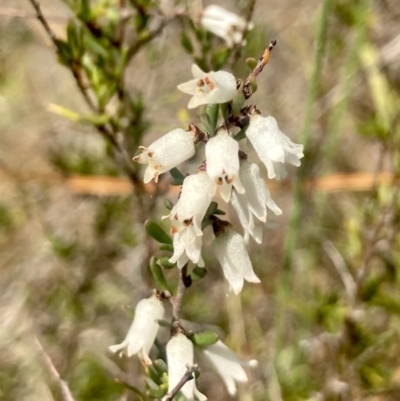 Cryptandra amara (Bitter Cryptandra) at Wamboin, NSW - 15 Sep 2023 by Komidar