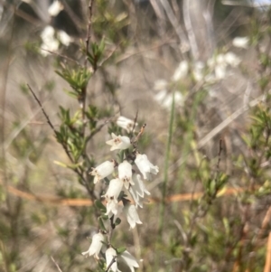 Cryptandra amara at Wamboin, NSW - 15 Sep 2023 10:21 AM