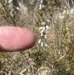 Cryptandra amara at Wamboin, NSW - 15 Sep 2023